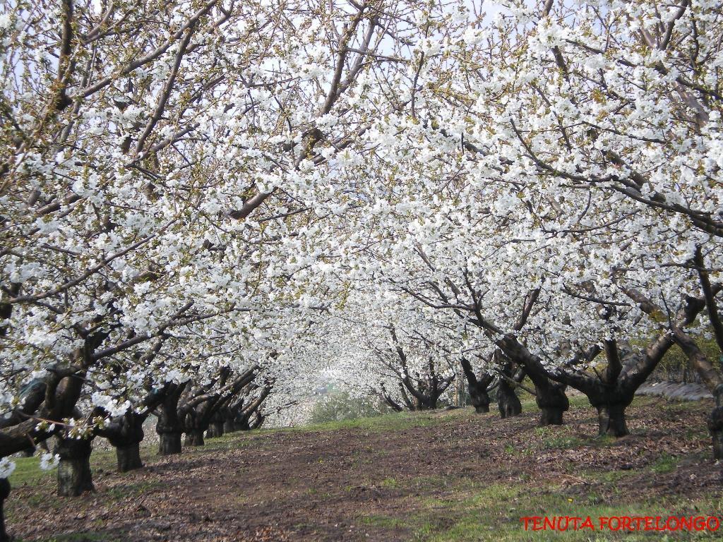 Tenuta Fortelongo Fara Vicentino Exterior foto