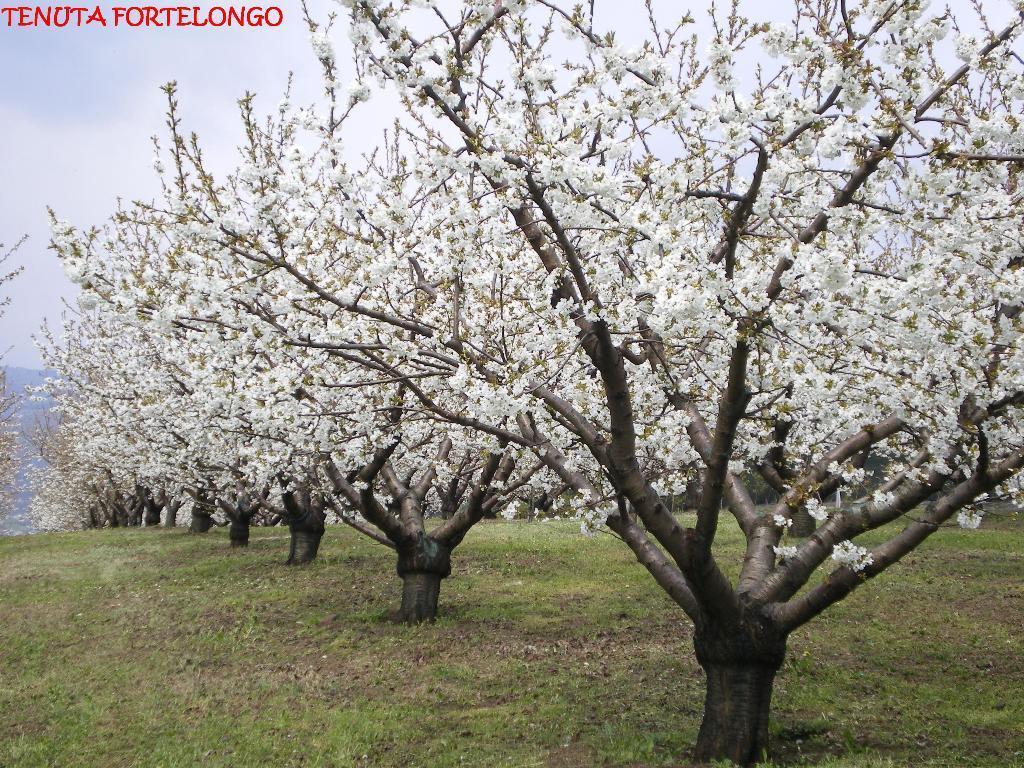 Tenuta Fortelongo Fara Vicentino Exterior foto