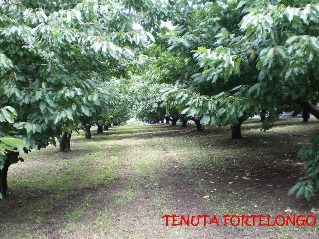 Tenuta Fortelongo Fara Vicentino Exterior foto